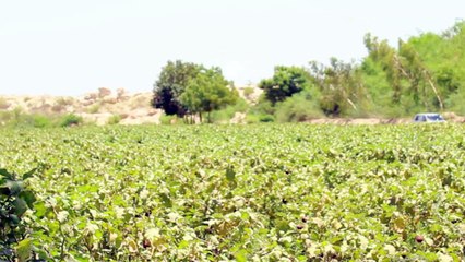 JILANI PRODUCTION SONG PASHTO JO OFFICIAL TEASER