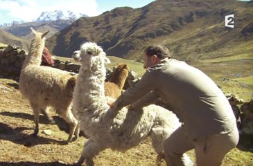 Arthur se fait cracher dessus par un lama - "Rendez-vous en terre inconnue"