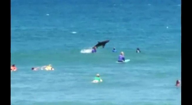 Shark Jumps From Water Near Terrified Swimmers