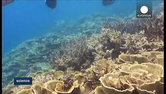 Les récifs coralliens photographiés sous tous les angles