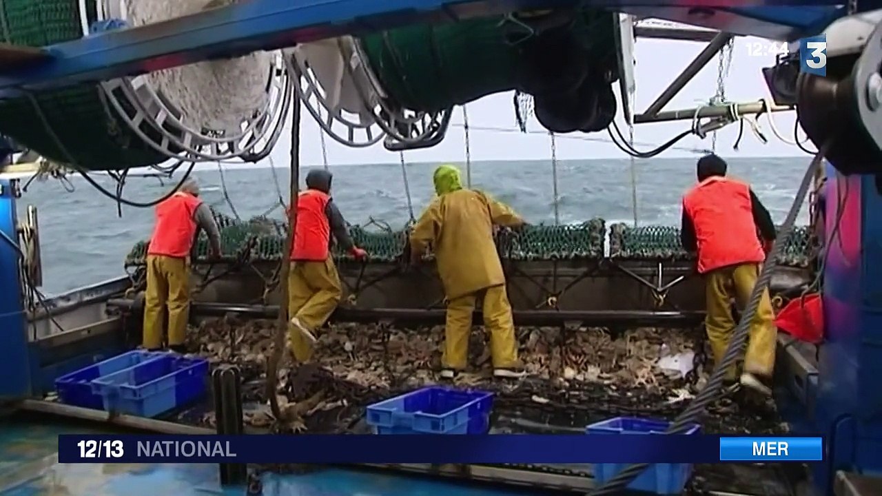 Baie de Seine : la pêche à la coquille Saint-Jacques est ouverte
