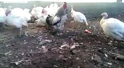 very funny - you will definitely watch this