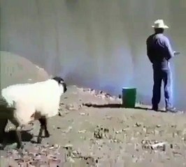 Angry Sheep Hitting A Man