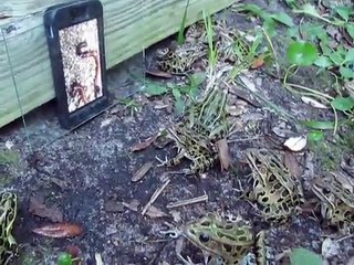 Telefondaki solucanı gerçek sanan kurbağalar