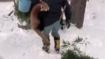 Japon : Des pandas roux très affectueux avec le gardien du zoo