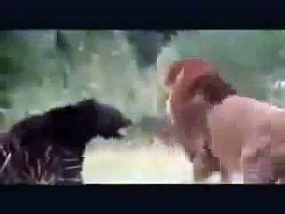 Ayı ile Aslan Karşılaşması