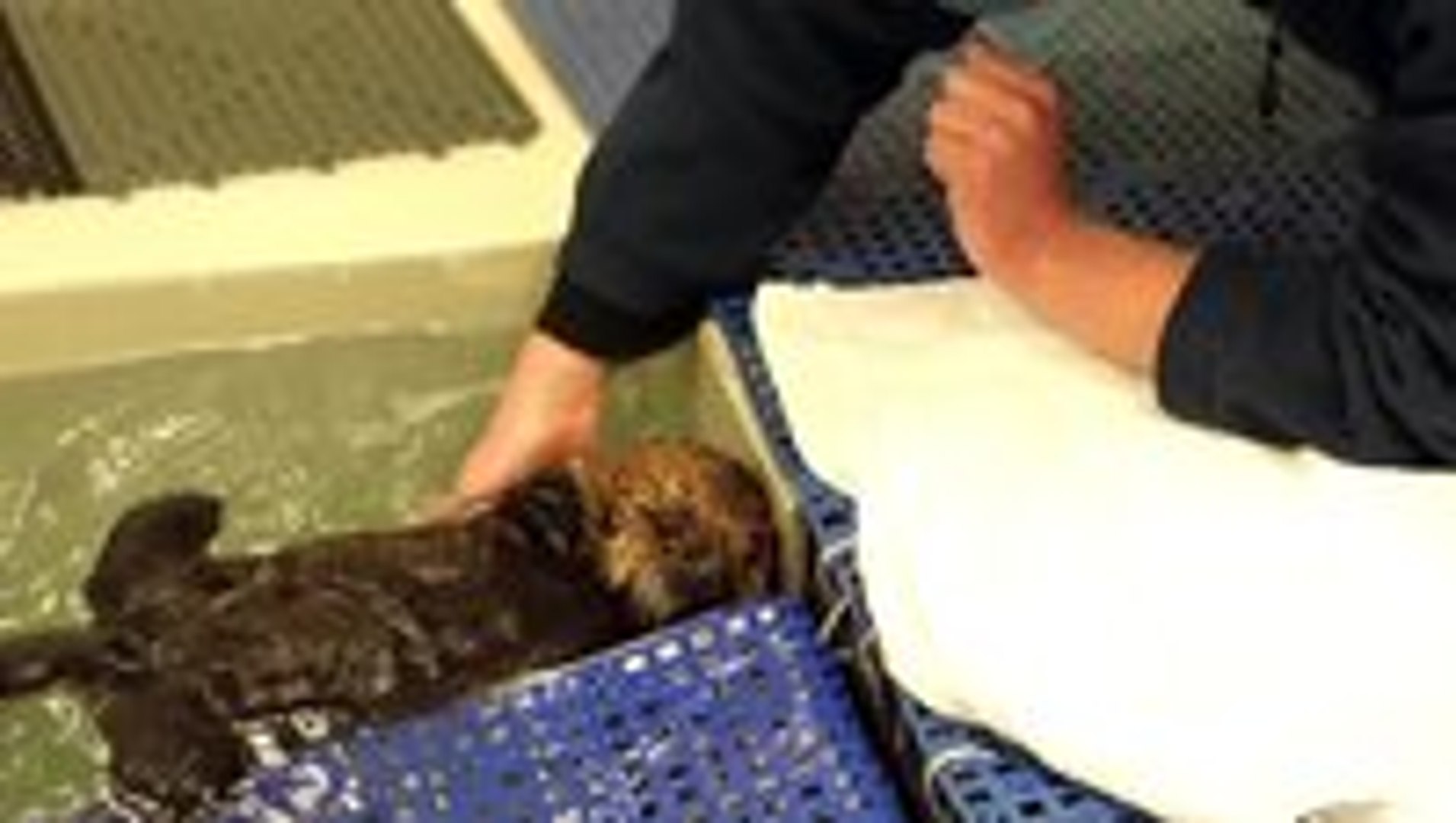Adorable otter baby learning to swim