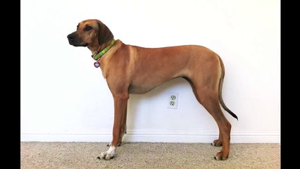La croissance d'un chien de Rhodésie à crête dorsale de 2 mois à 3 ans en 23 secondes (Timelapse)