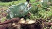 New Kenyan initiative fights soil erosion and supports farmers