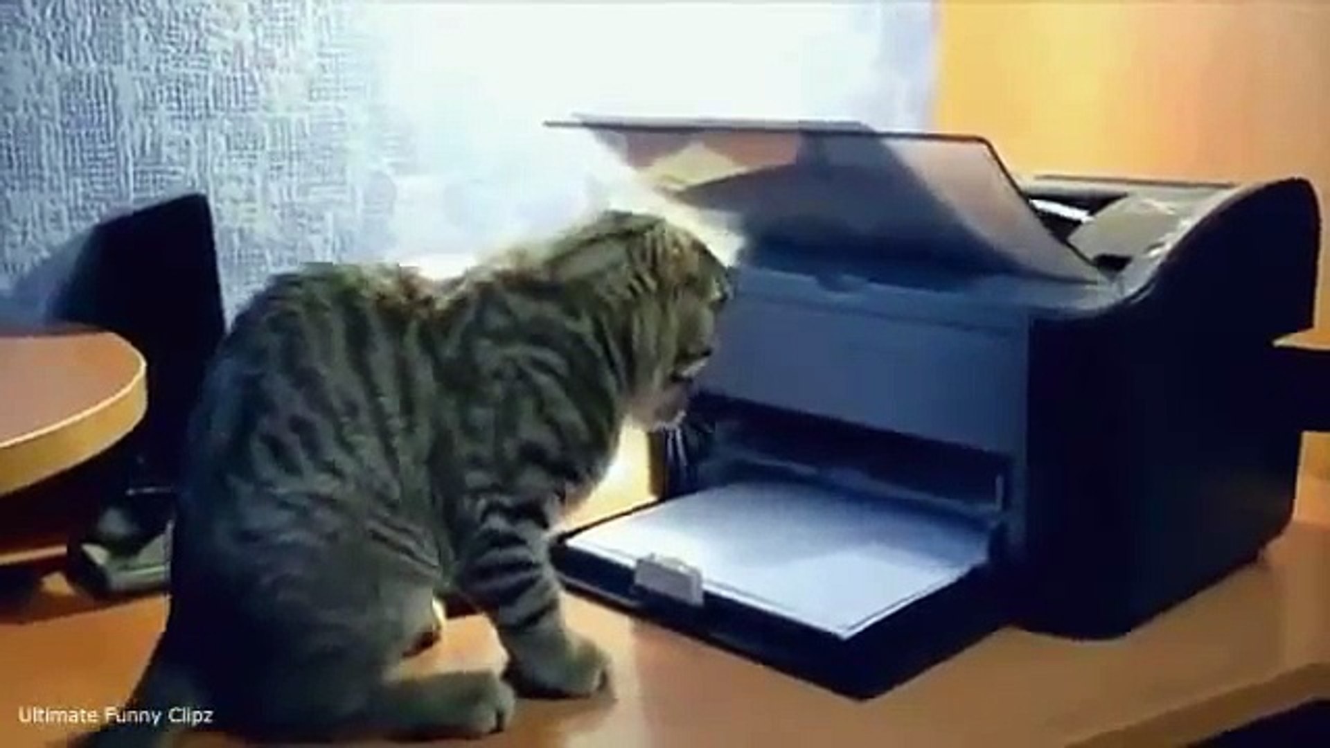 Funny cats compilation ~ Best Cute Cat Compilation