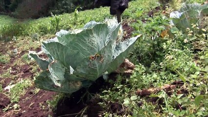 Kenya: des agriculteurs financés pour préserver les sols