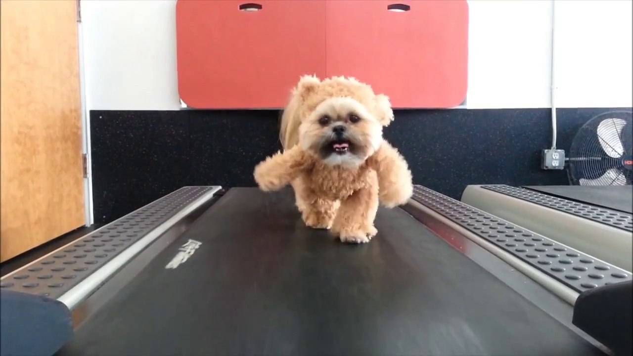 Munchkin the Teddy Bear gets her exercise