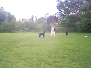 SUSHI ROI DU FRISBEE