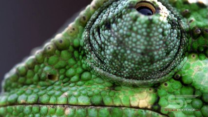 Download High-Definition (HD) Videos Easily 📥