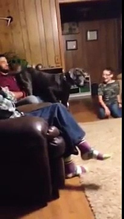 Seeing a big dog like a Great Dane scared of a chihuahua is absurd.