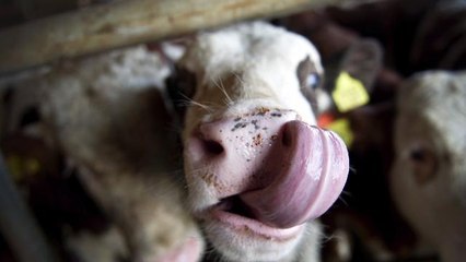 Man Arrested After Putting Cow Tongues Down His Pants