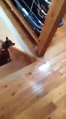 Best Cleaning Dancing Roommate