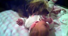 Best Of Funny Cats And Dogs Protecting Babies Compilation 2015
