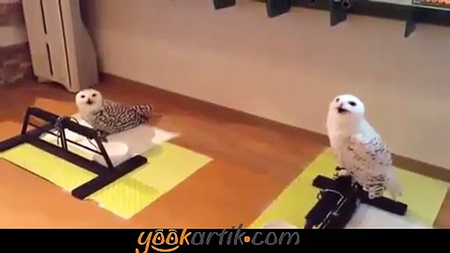 Gülen Baykuş Kırıp Geçiriyor :)