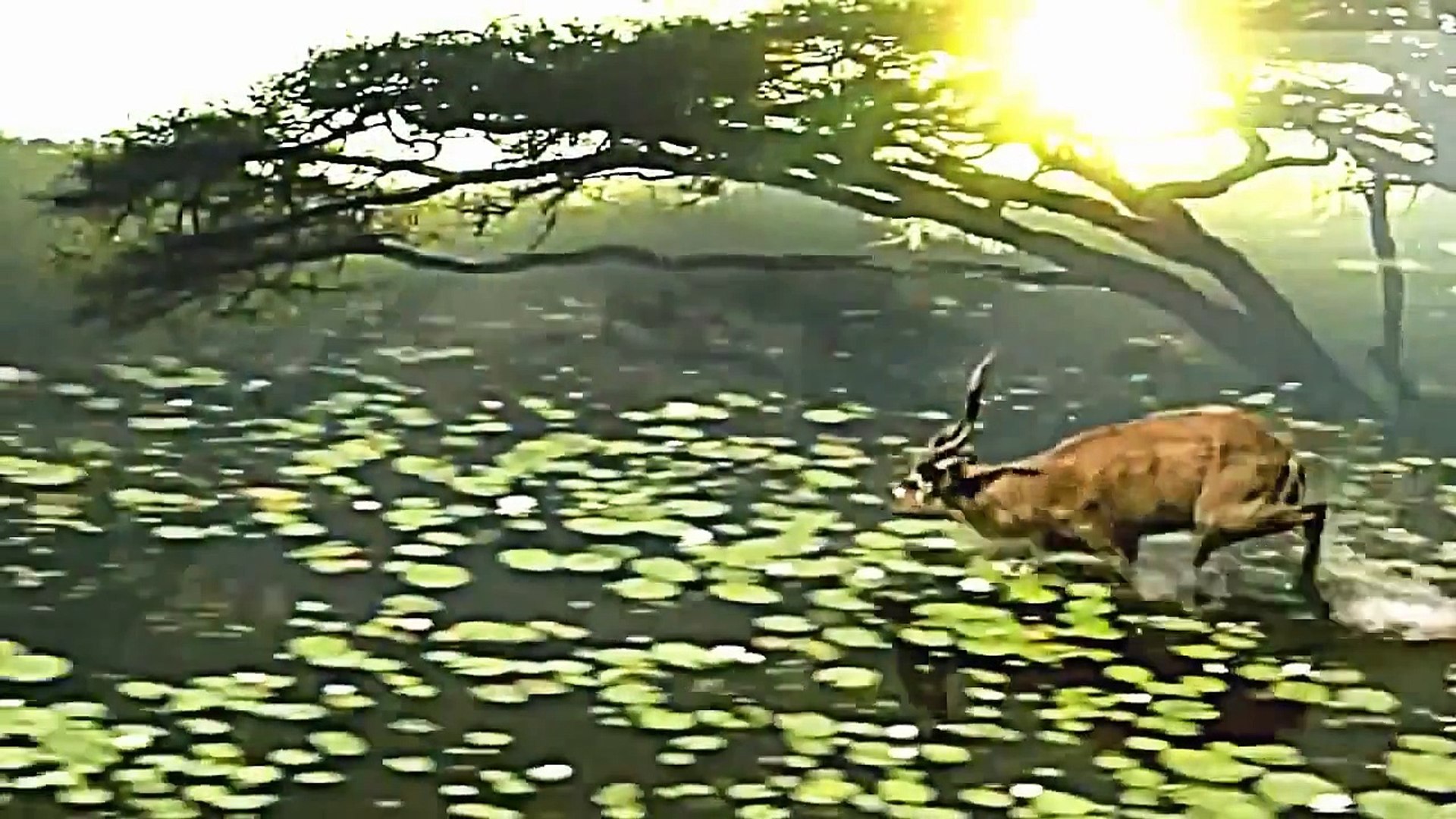 Wild Animals - Wolverine Animal Documentary  - Full length Documentaries