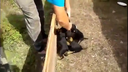 Funny cats and dogs - Funny videos try not to laugh!