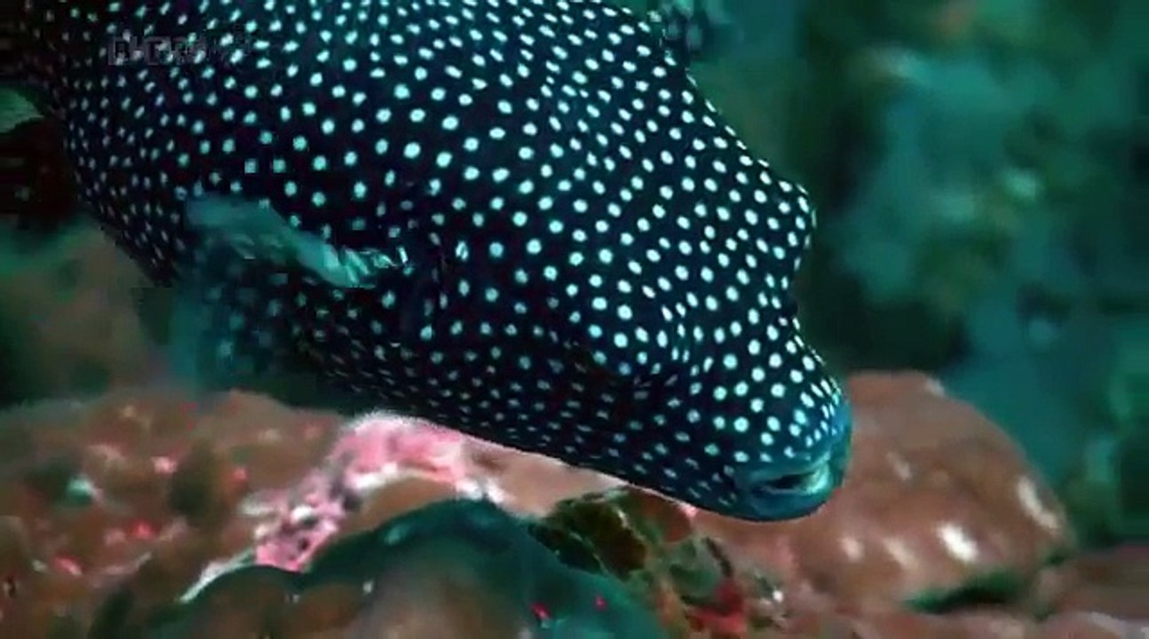 THE GALAPAGOS ISLANDS - FORCES OF CHANGE - BBC - Discovery Animals Nature (full documentary)