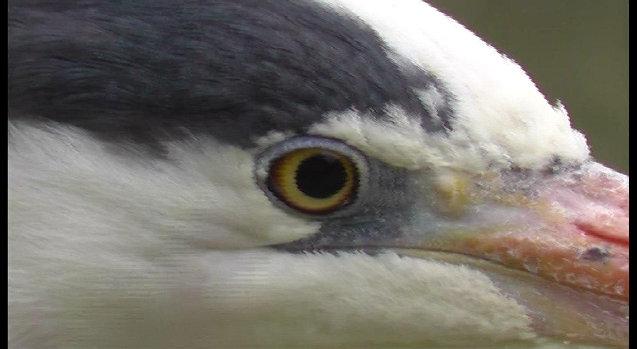Les oiseaux du Marais Poitevin