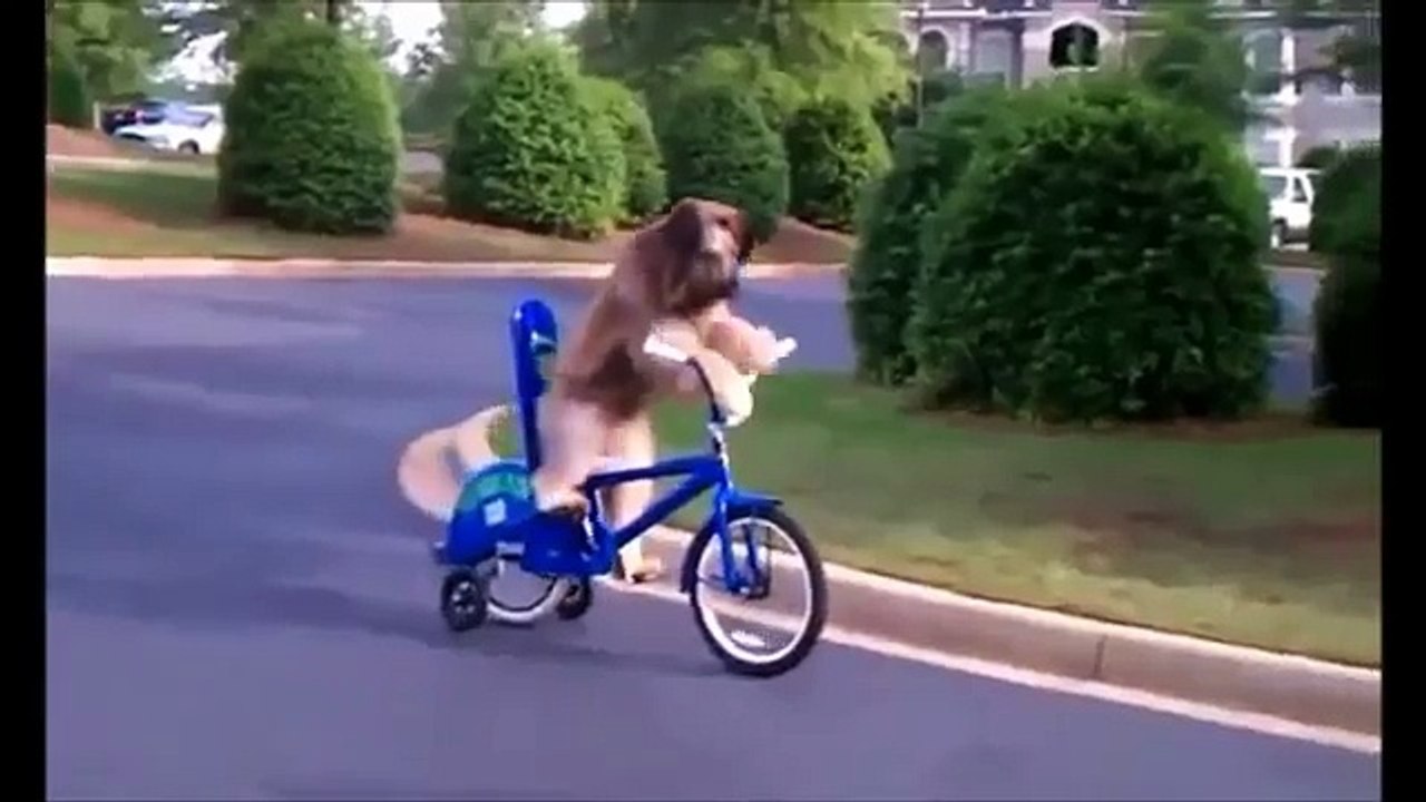 BEST FUNNY ANIMALS COMPILATION (2013 - 2014)