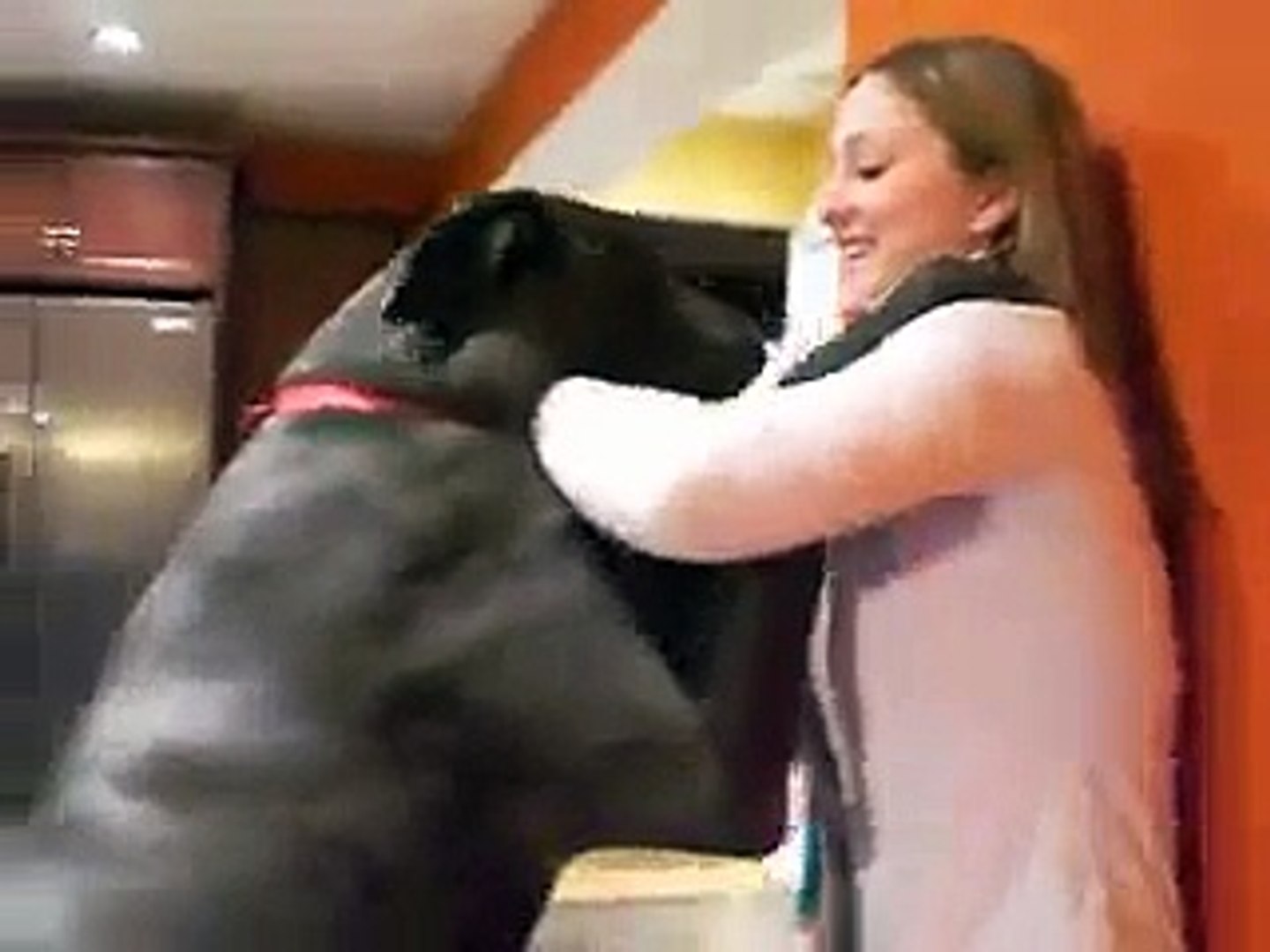 Dog xvidio