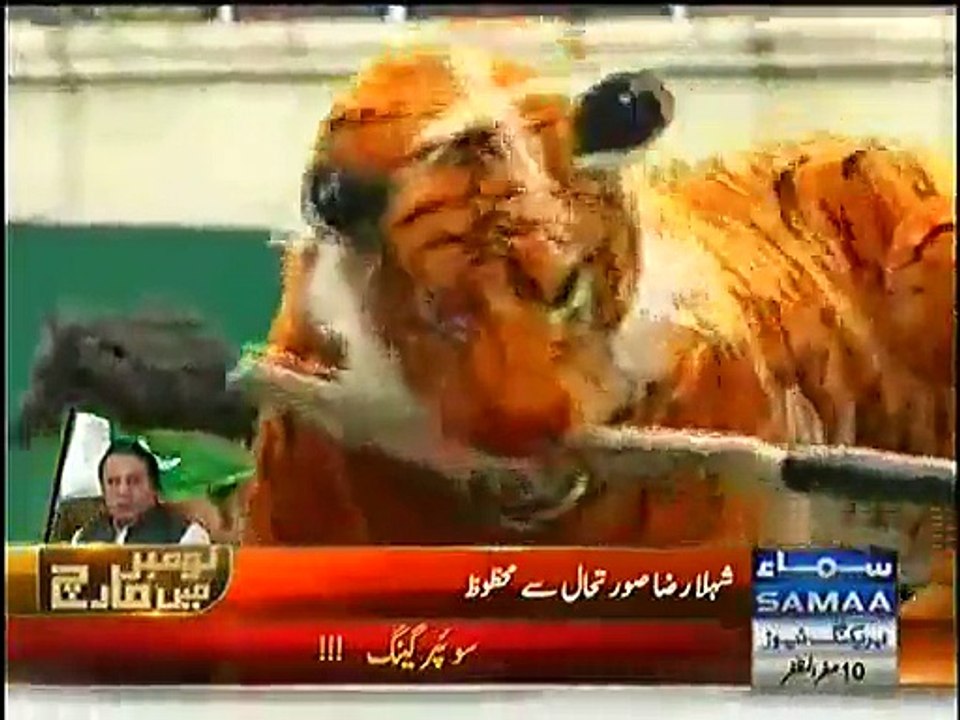 Siasatdano ka chirrya ghar, Kahin Billa Tu Kahin Bheriya - Video Dailymotion