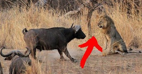Dramatic.. Lion vs Buffalo