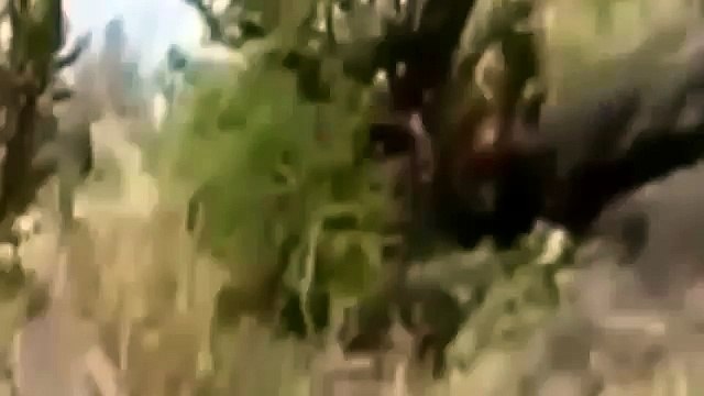 Documentary Hungry Lions National Geographic Animals, Nat Geo Wild, Discovery Channel