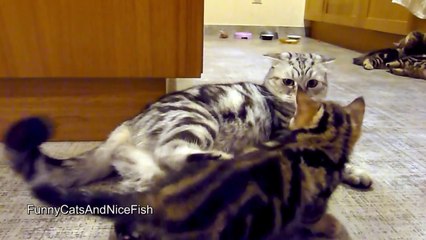 So Cute and Funny Cats Compilation