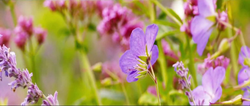 FAR FROM THE MADDING CROWD Trailer (2015)