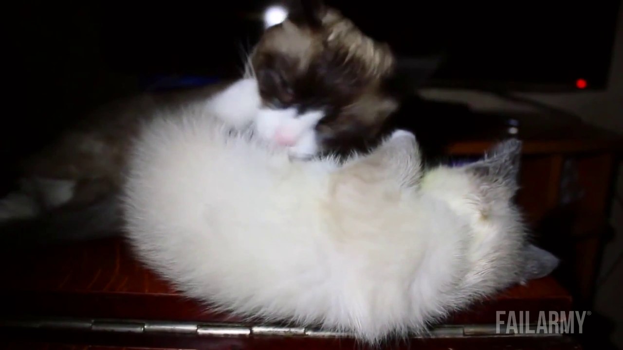 Des FAILS d'animaux bien ridicules! Compilation hilarante...