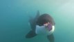 Sauver un orque sauvage piégé dans un filet!