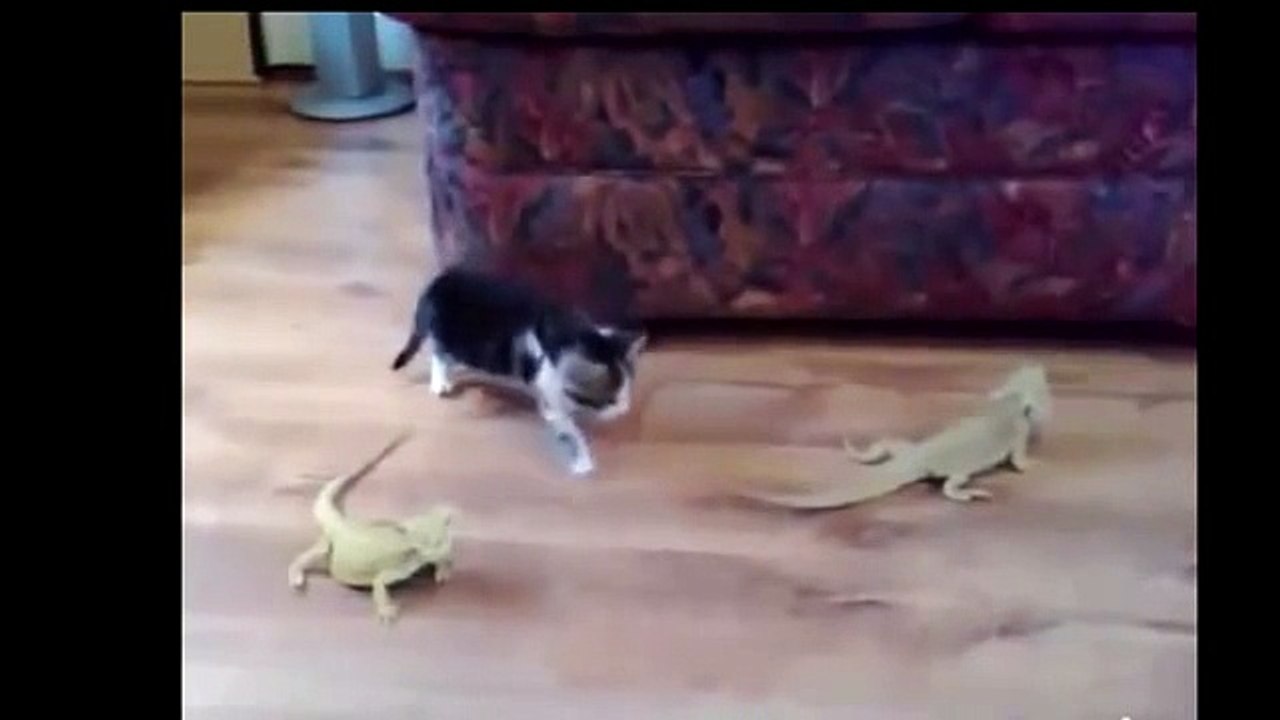 Allah diyen kedi