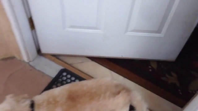 This Dog is like a cat : not so Excited to See Owner