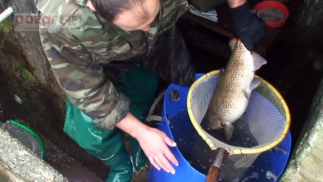 AYDER'DE ALABALIK SAĞIMI BAŞLADI