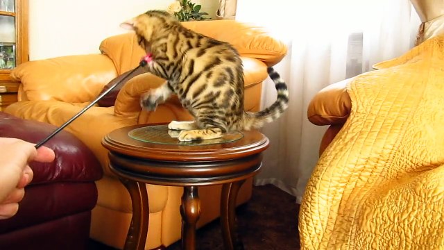 Бенгальская девочка