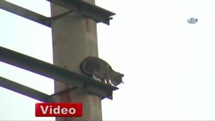 Balıkesir'de Kedi Kurtarma Operasyonu