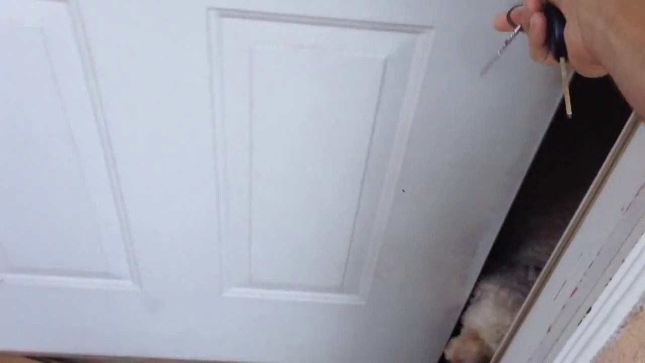 Un chien content de revoir son maitre