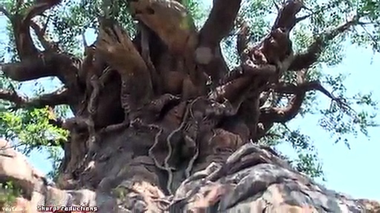 Tree of Life (Walk-Through) Disney's Animal Kingdom - Walt Disney World Orlando