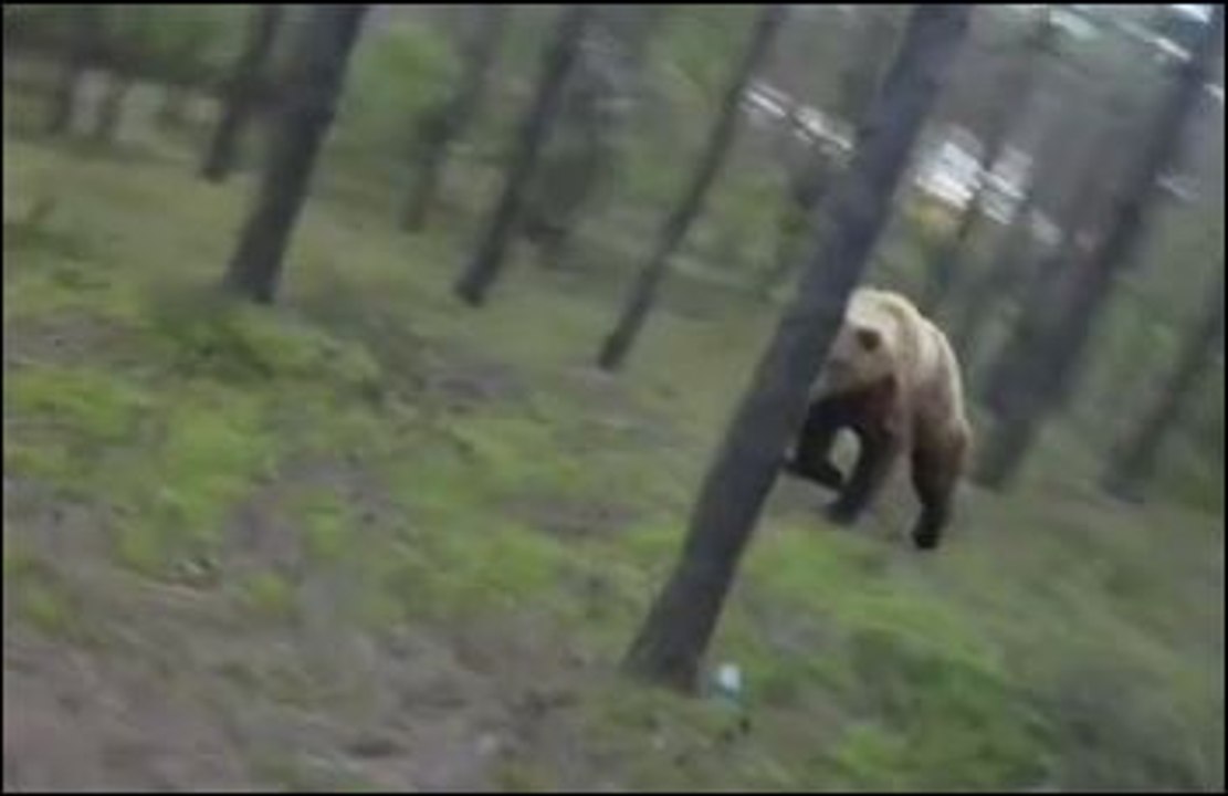 Un cycliste poursuivi par un ours dans la forêt
