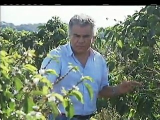 Estiagem prejudica plantação de café em Caratinga