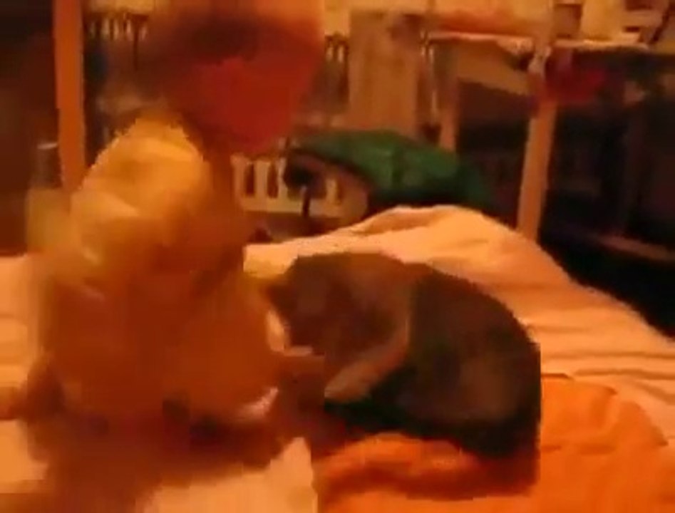 Baby fight with cat