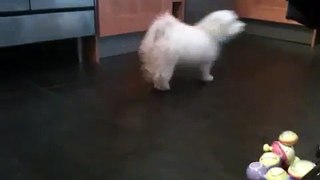 Bichon frise puppy 5 months barking at kids toy