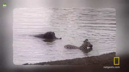 Timsahın Saldırısına Uğrayan Zebrayı Su Aygırları Kurtarıyor