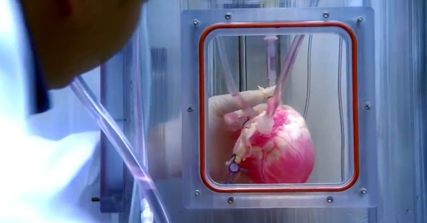 This Is How A Living, Beating Heart Is Grown From Stem Cells.