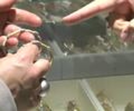 Altında çadır günleri başladı